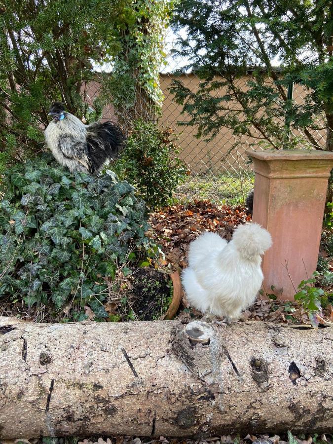 Entspannt In Nuernberg - Das Einhoernchen Exteriör bild